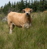 Nos prestations sur le secteur de Saint-Aunès proche de Maugio (34130)